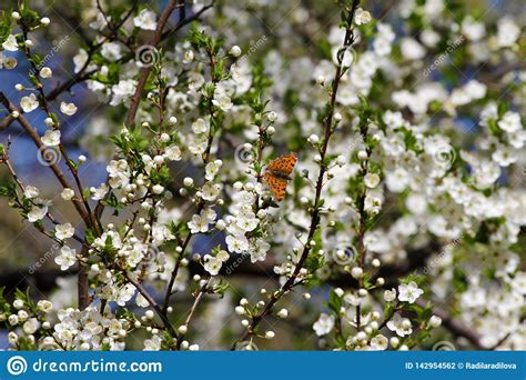 Springtime And Blooming Tree Cover Photo Wallpaper With Butterfly