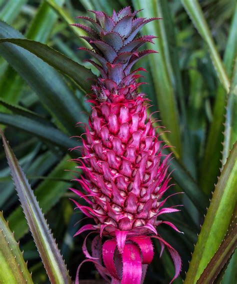Pink Pineapples Are Real — And Sweeter Too มีรูปภาพ ผลไม้