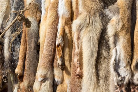 Leathers And Furs Preserving Animal Hides Mother Earth News