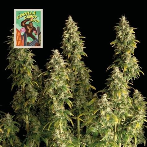 Gorilla Candy Auto Feminised Seedsman Cannabis Seeds
