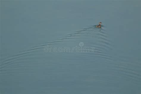 Ducks Emerge From The Water Stock Photo Image Of Surface Water
