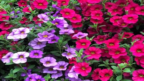 Flowers to grow in summer. How To Grow Flowers: Easy To Grow Annuals With Low ...