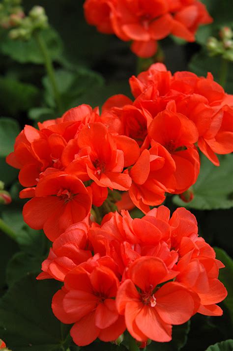 Pink geranium geraniums rose flowers plants pink plant roses royal icing flowers. Patriot Orange Geranium (Pelargonium 'Patriot Orange') in ...
