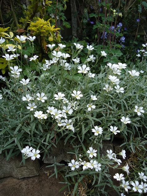 How to build an interlocking retaining wall. Love My Garden: Trailing Plants over Dry Walls