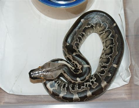 Check spelling or type a new query. SE England Superb Sumatran Short-Tail Pythons - Reptile Forums