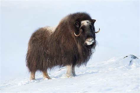 Animals That Live In The Tundra Worldatlas