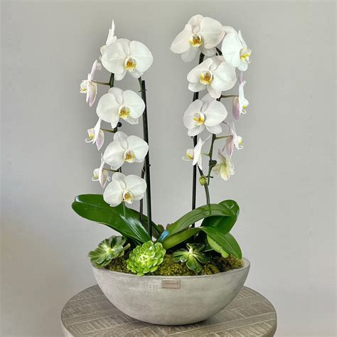 Jlf White Phalaenopsis Orchids Jlf Los Angeles Florist