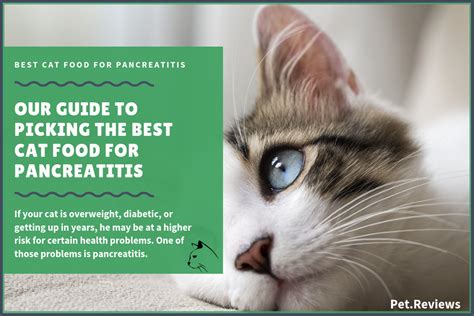 The we're all about cats standard is at the heart of all our brand reviews. 11 Best Cat Foods (Wet & Canned) for Pancreatitis in 2020