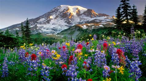 Wallpaper Mountain Flower Extreme Beauty Of Nature