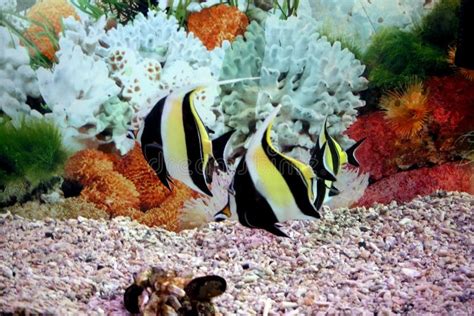 Ornamental And Colorful Aquarium Fishes Stock Photo Image Of Aquarium
