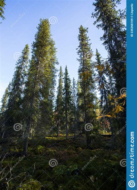 Autumn Landscape In Yllas Pallastunturi National Park Lapland Finland