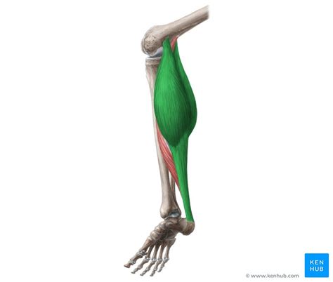 Gastrocnemius Muscle - Anatomy, Functions, Attachments | Kenhub