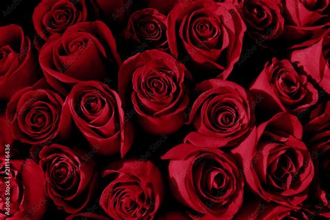 Romantic Roses Background Red Images For Your Projects