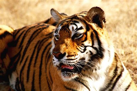 Free Images Wildlife Terrestrial Animal Mammal Vertebrate Bengal