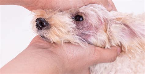 What Causes Dry Flaky Skin On Dogs