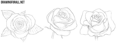 How To Draw A Rose For Beginners