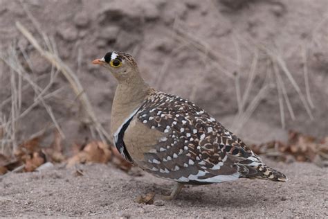 Double Banded Sandgrouse Birds South Africa