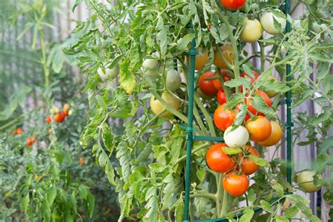 How To Plant Tomatoes In Your Garden How To Plant Tomatoes Tips From