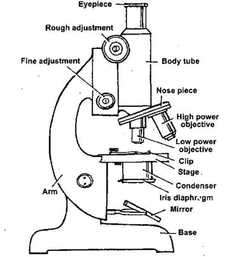 How To Draw A Microscope And Label Nesecale Thiptin