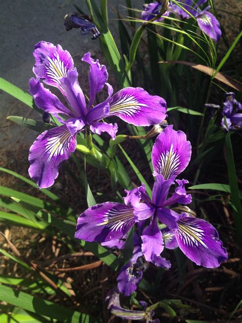 Spring has sprung! | Botanical gardens, Botanical, Spring has sprung