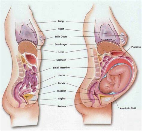 Have to go to the dentist's. How a baby moves organs: this explains it all! Look how ...