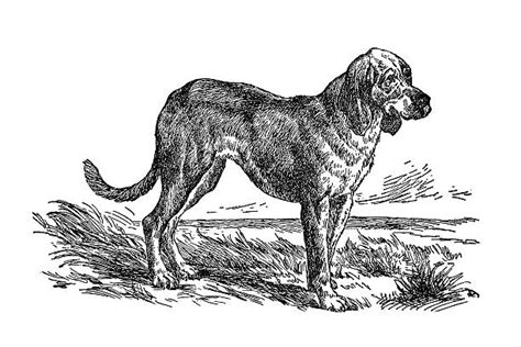 top bloodhound clip art vector graphics  illustrations istock