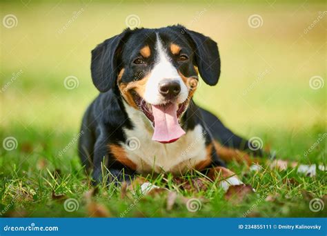 Entlebucher Sennenhund Outdoors On Grass Loyal Pet Friend Stock Image