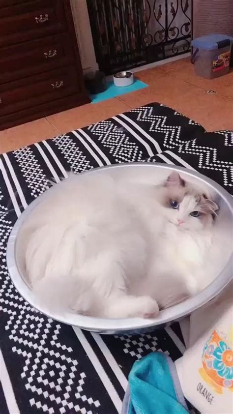 1080p high definition quality mobile wallpapers of cute ragdoll cats. Do Ragdoll Cats Shed? Video Video | Ragdoll cat, Cat ...
