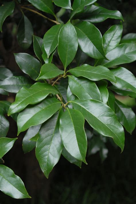 Profuse white flowers cover this plant from early fall through winter and early spring. Osmanthus fragrans (Fragrant Tea Olive, Sweet Osmanthus ...