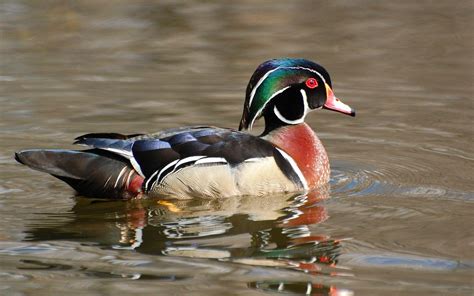 Waterfowl Wallpapers Top Free Waterfowl Backgrounds Wallpaperaccess