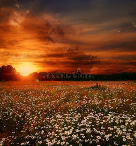 Sunset Over Daisies Field Stock Image Image Of Evening 6251325