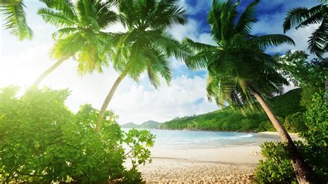 Rozświetlone Słońcem Palmy Pochylone Nad Plażą W Tropikach