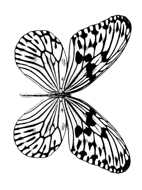 Our butterfly coloring sheet shows a pretty butterfly soaring. Free Printable Butterfly Coloring Pages For Kids