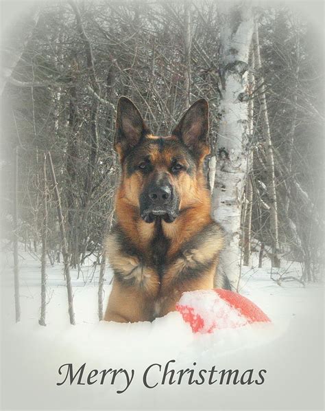 German Shepherd Christmas Card Photograph By Sue Long Fine Art America