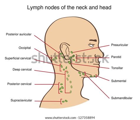 Lymph Nodes Neck Head Stock Vector Royalty Free 127358894