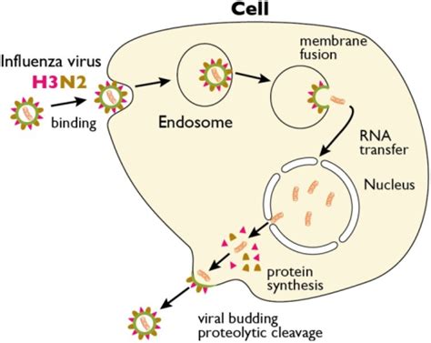 The Replication Cycle Of Influenza Virus Influenza Vir Open I