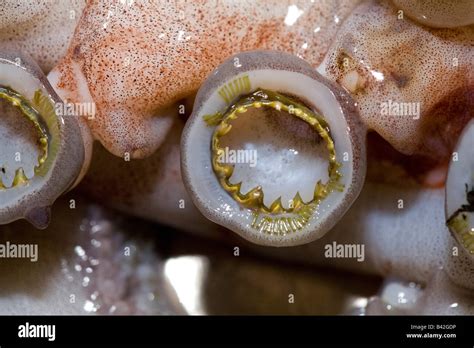Toothed Suckers Ringed With Sharp Teeth On Tentacles Of Jumbo Squid