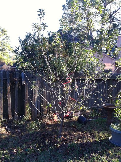 I tried too hard to spread the limbs, and crack! Pruning and Grafting Apples - The Bell House - Growing ...