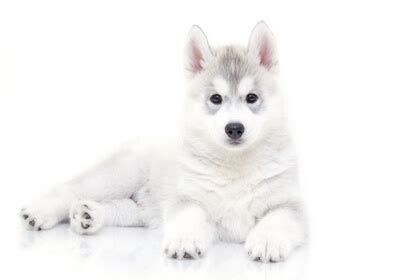 It is recommended that you feed your siberian husky puppies, adults, and senior dogs have different nutritional requirements. Best Dog Food for Siberian Huskies 2020 | Dog Food Advisor