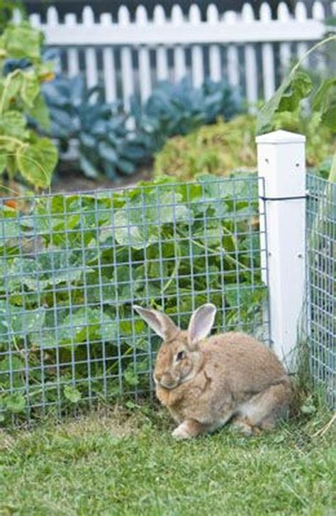 How To Keep Bunnies Out Of Your Vegetable Garden In 2023 Easy Backyard