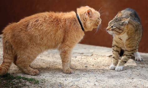 Cats typically receive more grooming from cats that are aggressive toward them. Fighting & House Soiling in Cats | Clinician's Brief