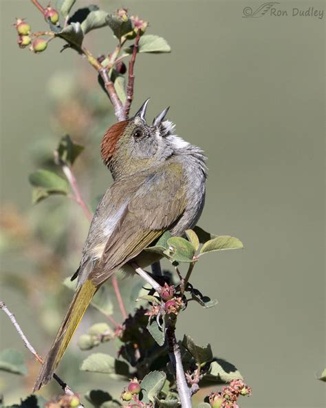 Green Tailed Towhee Singing Amongst The Serviceberries Feathered