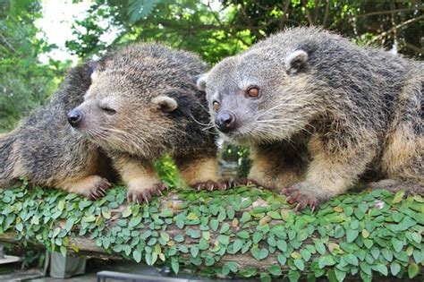 Free for commercial use no attribution required high quality images. Bali Indonesia Animals - 7 Animals That Sum Up Bali When ...