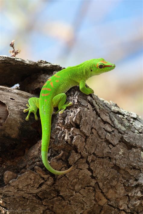 Giant Green Day Gecko By François Dorothé On 500px Cute Reptiles