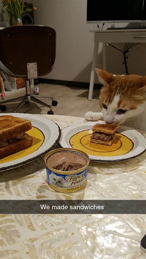 Cats Can Have A Little Toast