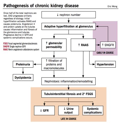 Pathophysiology Pathogenesis Of Chronic Kidney Disease