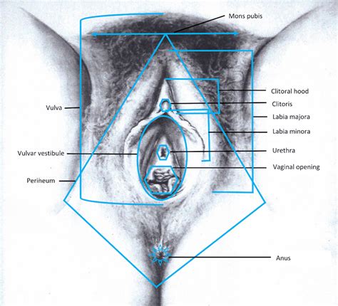 Female Private Part Diagram Diagram Of The Human Body