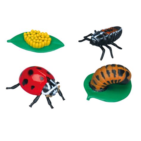 Ladybug Figures 4 Stages Of Life Cycle