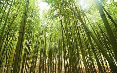Chinese Bamboo Tree The Tree That Takes 5 Years To Grow Superjunaid