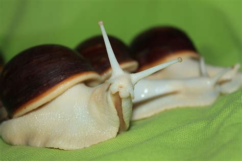 Archachatina Puylaerti Albino Body Baby Snail Giant Snail Small